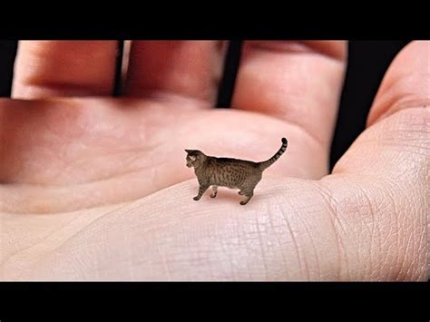 Discover The World Of Smallest Cutest Animals And Be Amazed By Their