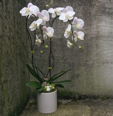 Double Stem White Phalaenopsis Orchid Plant In Seattle Wa Fiori