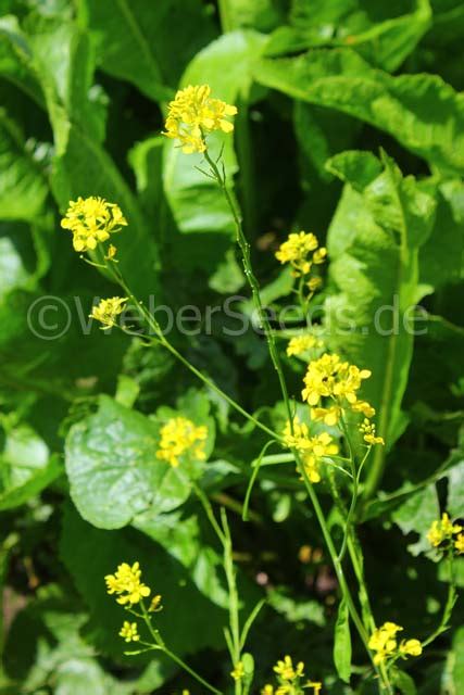 Brassica Nigra Black Mustard Seeds Plants Dried Herbs
