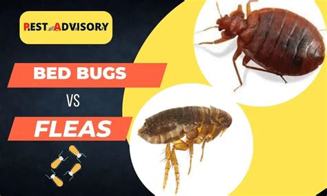 Bed Bug Bites Vs Flea Bites How To Tell Them Apart Hot Sex Picture