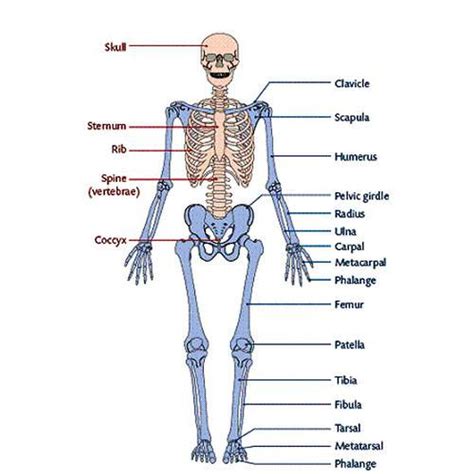 How does the wrist work? Pictures Of Appendicular Skeleton