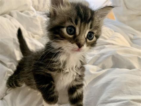 200 Best Rpointytailedkittens Images On Pholder Little Lover Kitten
