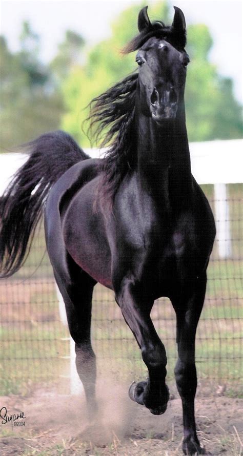 Black Arabian Stallion Bred By Madison Arabians Photo By Suzanne