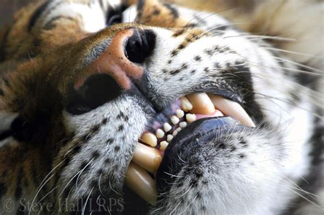 Steve Hall Photography Tiger Teeth