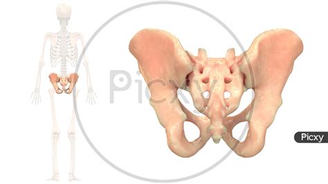 Pelvic Anatomy Posterior View Pelvis Anatomy Recon Orthobullets