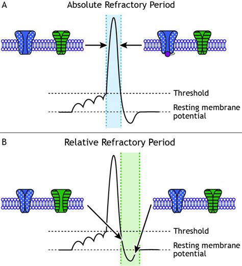 Action Potentials Foundations Of Neuroscience