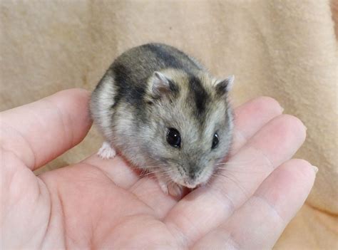 Dwarf Hamster Cute Hamsters Hamster Species Dwarf Hamster