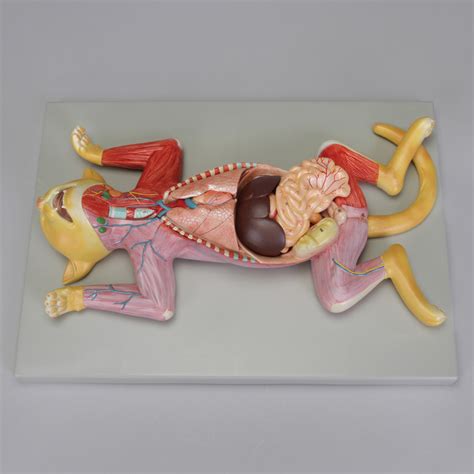 Altay® Pregnant Cat Dissection Model