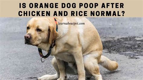 Orange Dog Poop After Chicken And Rice 9 Menacing Facts