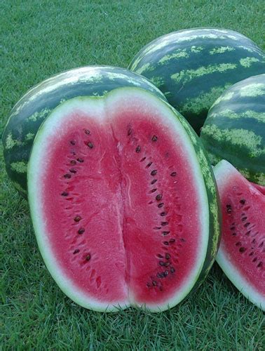 Watermelon Crimson Sweet 85 Days American Seed Co