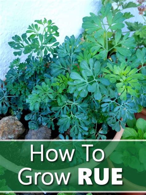 How To Grow Rue Ruda Plant Planting Herbs Trees To Plant