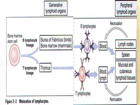 Lymphoid Organs Ppt