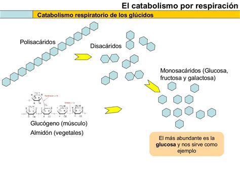 Metabolismo Celular Catabolismo Mol 233 Culas Que Intervienen En El