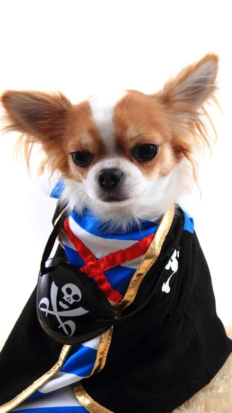 Best Chihuahua Halloween Costumes Diy Ideas Cute And Funny Wallpaper