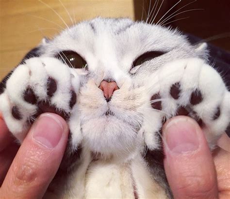 A sweet little cat with big eyes with the inscription `meow`. 10 Photos of Adorable Big Eyed Japanese Cat Hana ...