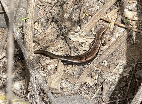 Photo Gran Canaria Skink Chalcides Sexlineatus