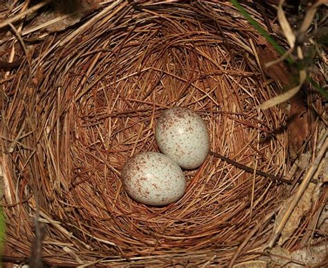 Eastern Towhee Eggs Pipilo Erythrophthalmus Bird Photo Birds Bird