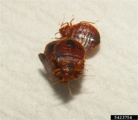 Bed Bug Cimex Lectularius Hemiptera Cimicidae 5423754