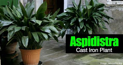 Cast Iron Plant Care How To Grow Aspidistra Elatior Guide