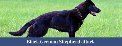 Best 10 Black German Shepherd Facts Characteristics Eyes Zoological