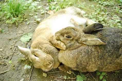 Perché I Conigli Sono Lagomorfi E Non Roditori Petsblog