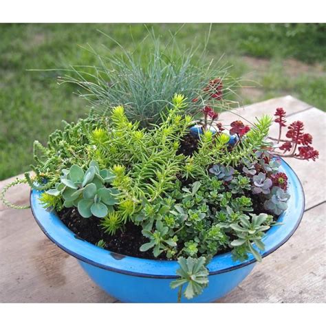 Le 10 migliori piante resistenti al freddo e al sole. Piante grasse da esterno adatte in vaso 2 - Vivaio online ...