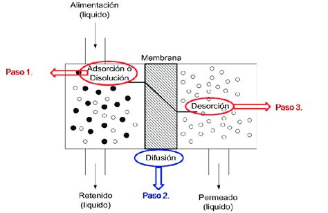 Diagrama Modelo Adsorción Difusión Para La Membrana De Silicalita Download Scientific Diagram