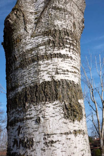 80 Poplar Tree Bark Silhouette Stock Photos Pictures And Royalty Free