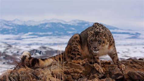 Entering The Snow Leopards Lair Our World