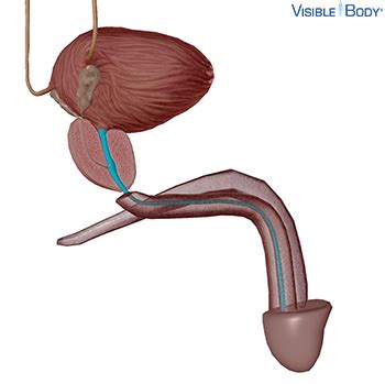 The most important function of urethra is to expel urine from the body. Glossary of the Urinary System | Learn Urinary Anatomy
