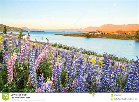 Lake Tekapo Landscape And Lupin Flower Field New Zealand