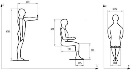 Body Dimensions As Anthropometric Measurements Data In Tab 2 Show That