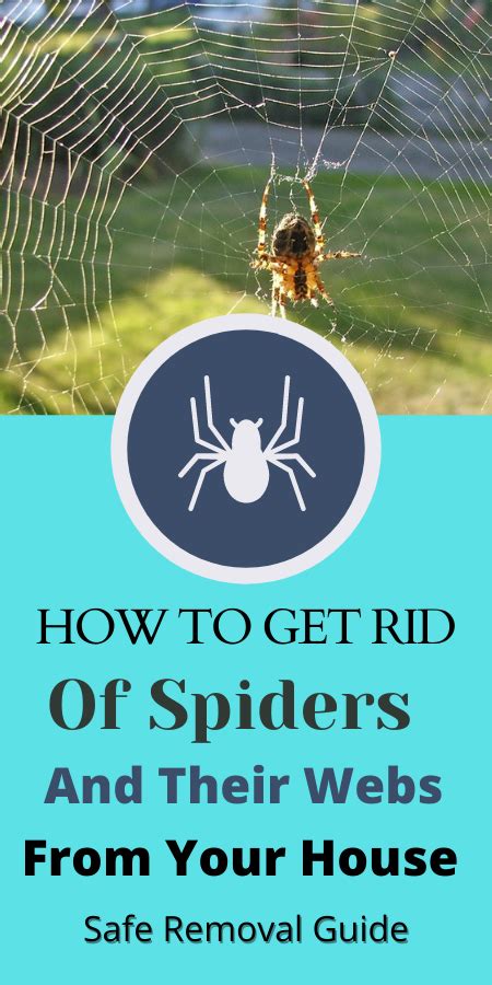 How To Get Rid Of Spiders And Spider Webs From Home Get Rid Of