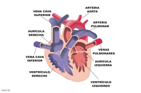 Imagenes Del Corazon Sin Nombres Sistema Circulatorio Estructura Del