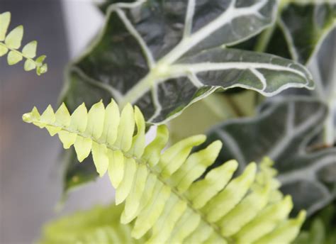 The Top 7 Health Benefits Of Houseplants — Seattles Favorite Garden