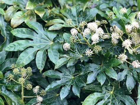 Fatsia Plant Info How To Grow And Care For Japanese Aralia Plant