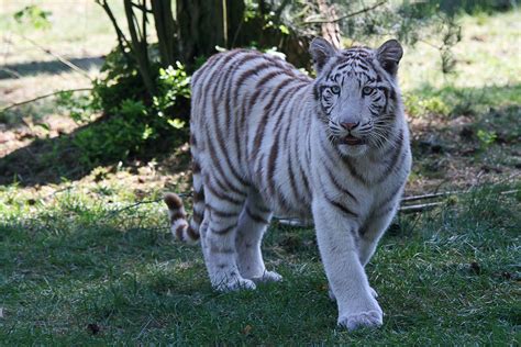 Weißer Tiger Foto And Bild Tiere Zoo Wildpark And Falknerei Säugetiere