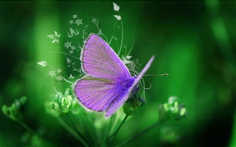 Purple Butterfly Hd Background