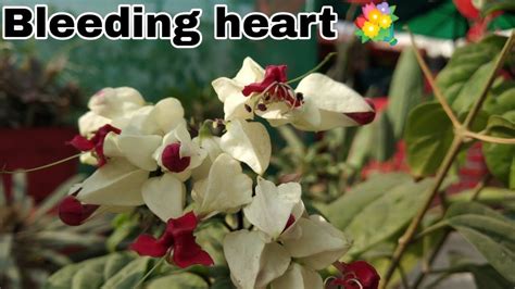 Although they stay in bloom for several weeks, the plants often. How to care bleeding heart/ Clerodendrum thomsoniae plant ...