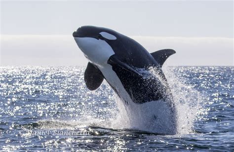 A Group Of Swimmers At A New Zealand Beach Got The Surprise Of Their