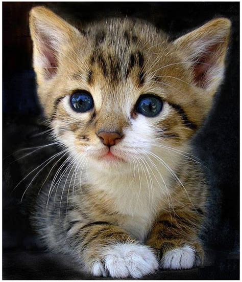 Cute Kitty With Big Eyes Funny Pics