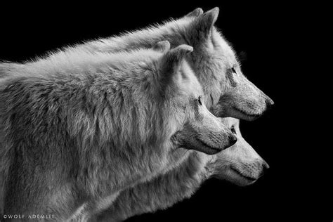 Three Wolves By Wolf Ademeit On 500px Wolf Dog Three Wolves Animals