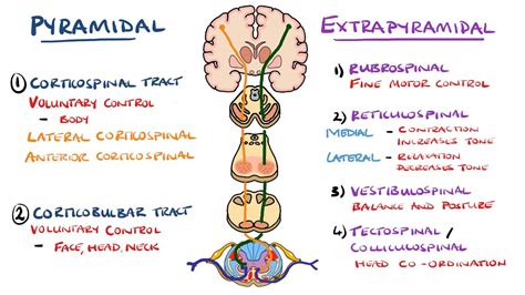 Extrapyramidal And Pyramidal Tracts Descending Tracts Of The Spinal