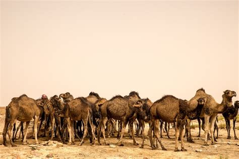 Free Photo Big Herd Of Camels Standing On The Sandy Ground Of A Desert