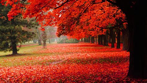 Beautiful Fall Backgrounds 50 Images