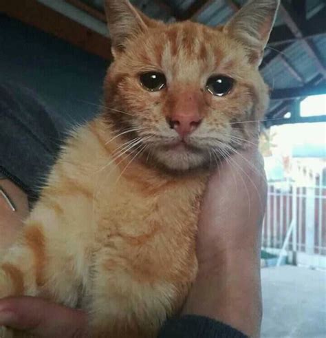 Un Chat Qui Pleure Parce Que Ses Maîtres Lont Abandonné