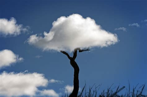 Online Crop Black And White Tree Wallpaper Optical Illusion Clouds