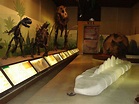 File:DSC01704 Scheletri dinosauri - Museo di storia naturale, Milano ...