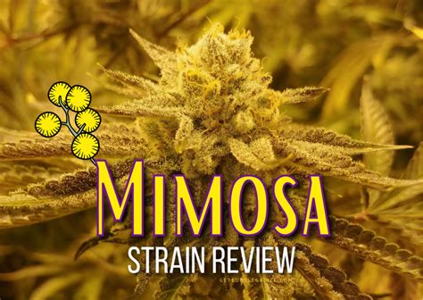 Mimosa Strain Review And Growing Guide