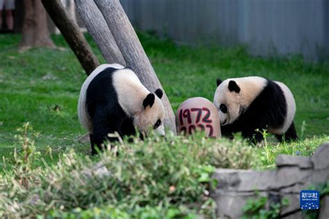 Newsletter Join Hands To Conserve Giant Pandas And Care For China Us